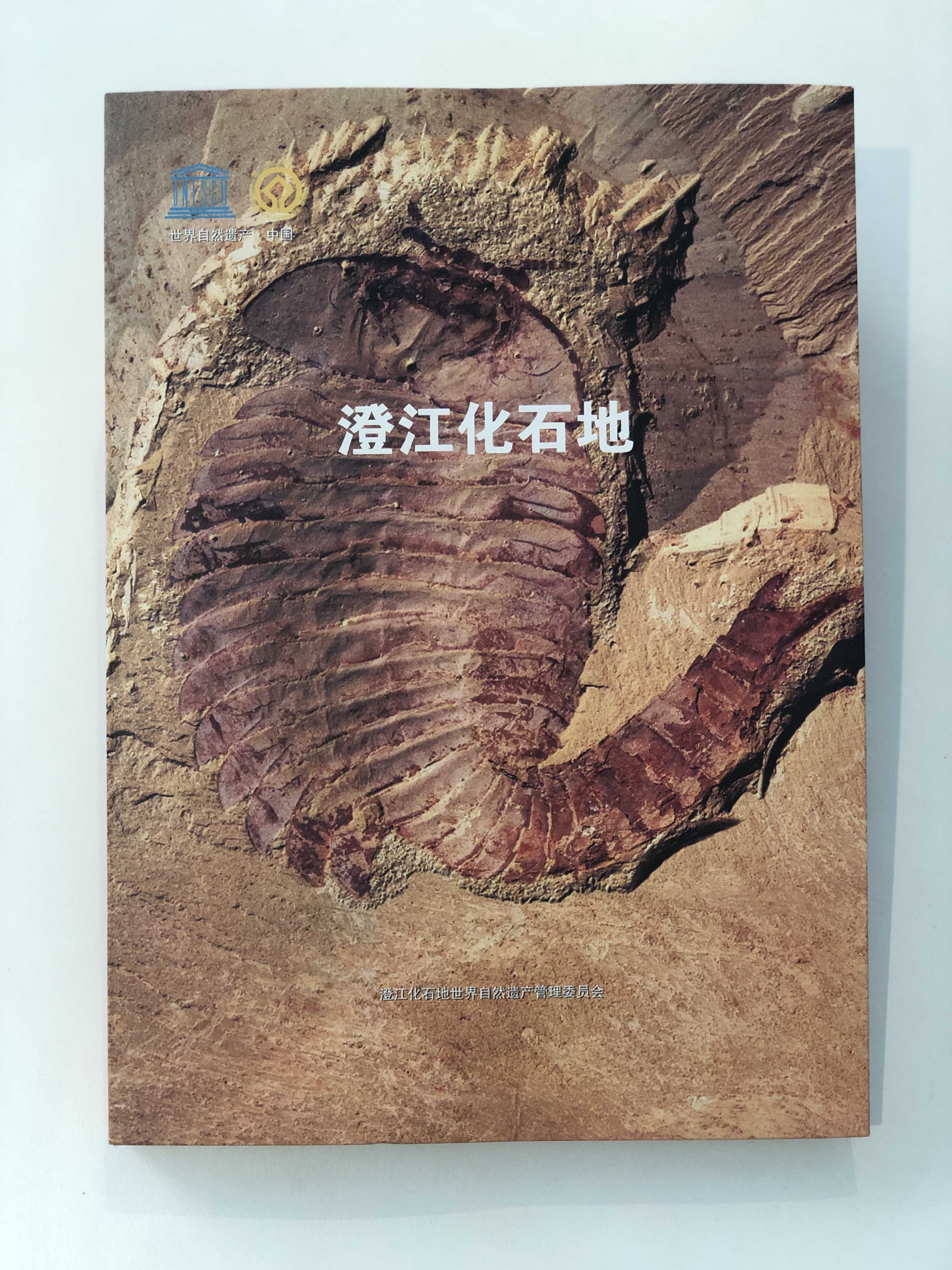鼮νʯء21619062207681